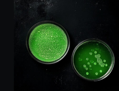 Indkaldelse af projektforslag til innovationssamarbejder i Biosolutions Zealand III
